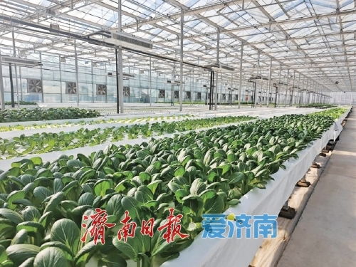 泉城沃野繪新卷 多維賦能讓鄉(xiāng)村產(chǎn)業(yè)旺起來