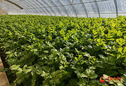涇川 打造“放心菜”品牌，推動蔬菜種植大產(chǎn)業(yè)提質(zhì)增效