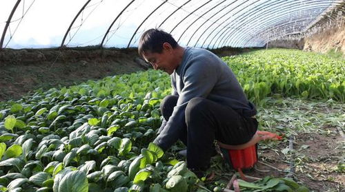 吉木薩爾縣 蔬菜大棚綠意濃，產(chǎn)業(yè)興旺促振興