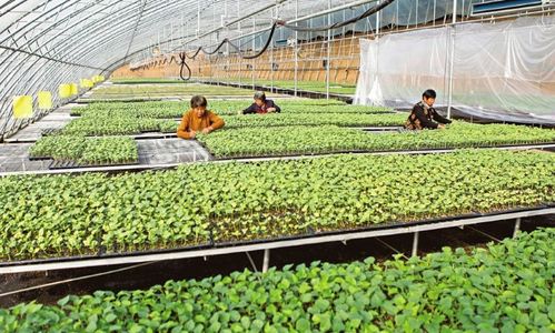 蔬菜育苗基地 特色種植的引擎與鄉(xiāng)村振興的新路徑