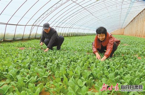 慶陽西峰肖金鎮(zhèn)設(shè)施蔬菜基地 科技賦能精細管護，繪就產(chǎn)業(yè)興旺新畫卷