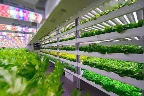 中日荷三國植物工廠最新發(fā)展案例 垂直農(nóng)業(yè)與蔬菜種植的創(chuàng)新實踐