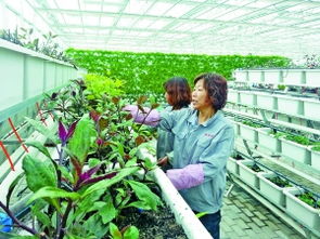 臨河區(qū) 有機蔬菜工廠助力現(xiàn)代農(nóng)業(yè)新篇章
