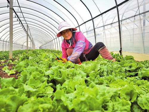 電管家護航蔬菜產(chǎn)業(yè)發(fā)展 為綠色菜園注入穩(wěn)定動能