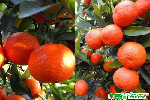 柑橘全年打藥時間表,柑橘高產(chǎn)方案對照養(yǎng)護(hù)