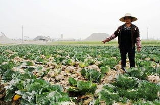 定鼎農(nóng)業(yè)蔬菜種植 技術(shù)賦能，行情導(dǎo)航，開啟農(nóng)民致富新篇章