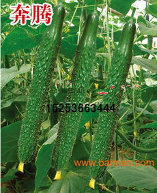 蔬菜種子技術(shù)指南 高性價比種苗推薦與選購策略